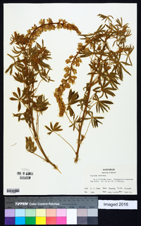 Lupinus sericeus image