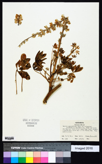 Lupinus arizonicus var. arizonicus image