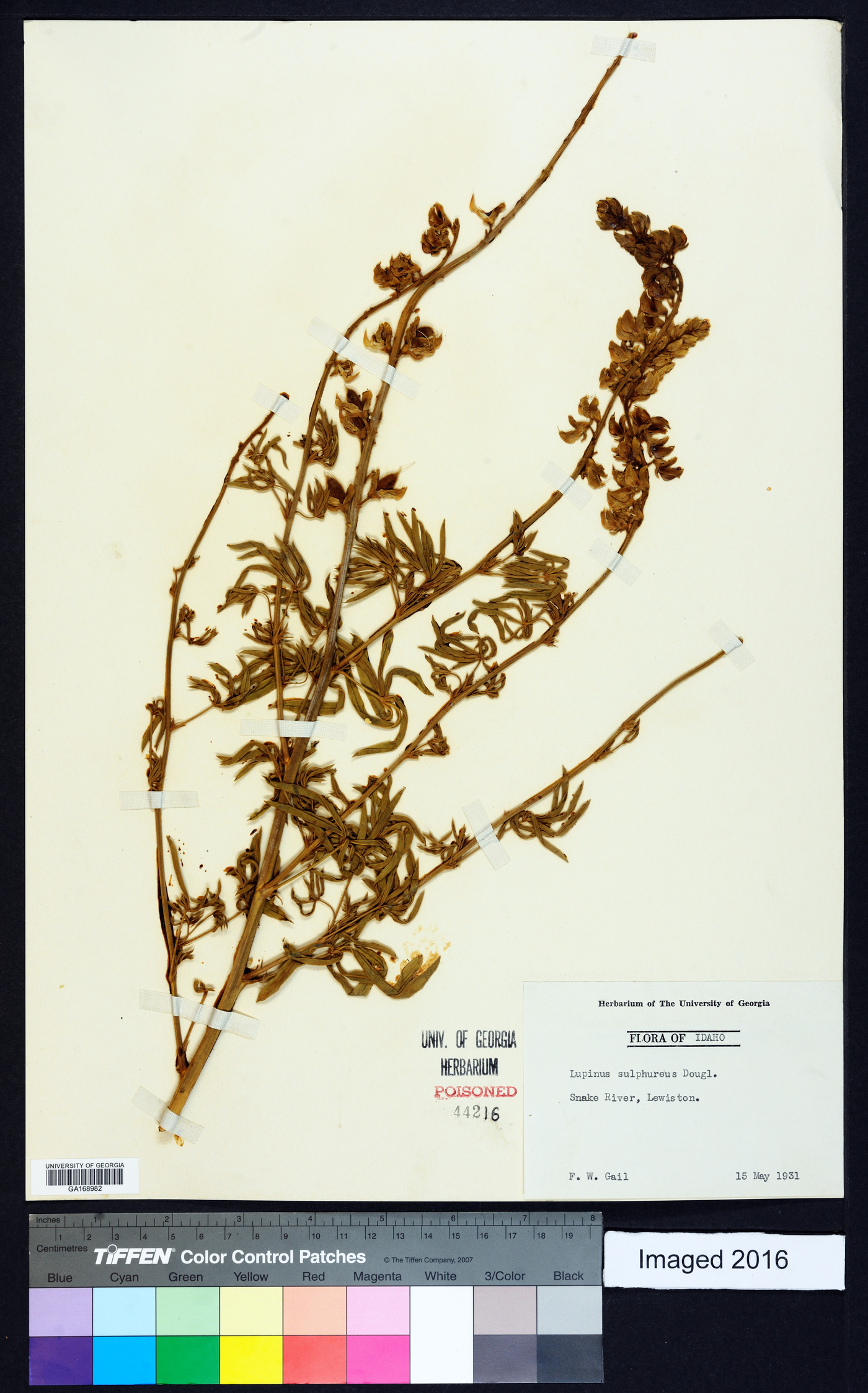 Lupinus sulphureus image
