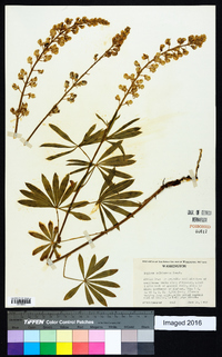 Lupinus sulphureus image