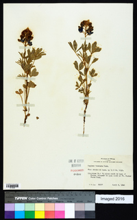 Lupinus texensis image