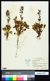 Lupinus texensis image