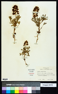 Lupinus texensis image