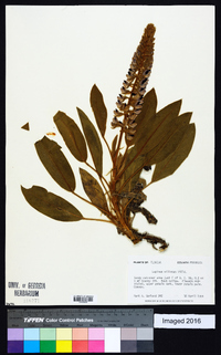 Lupinus villosus image