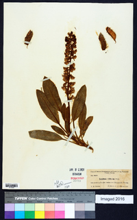 Lupinus villosus image