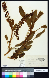 Lupinus villosus image