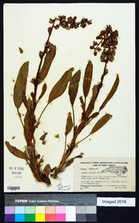 Lupinus villosus image