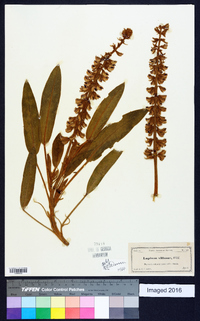 Lupinus villosus image