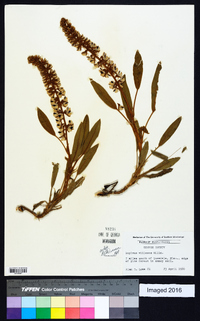 Lupinus villosus image