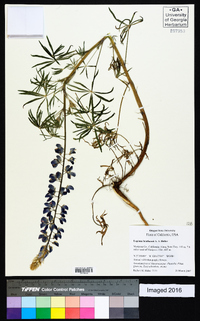 Lupinus benthamii image