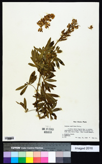 Lupinus sierrae-blancae subsp. aquilinus image