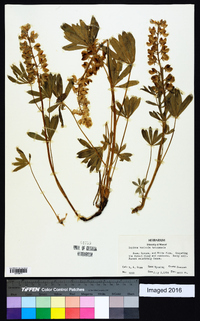 Lupinus humicola image