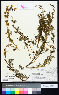 Lupinus leptophyllus image