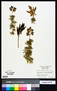 Lupinus leptophyllus image