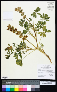 Lupinus subvexus var. subvexus image