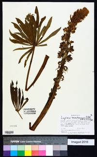 Lupinus montanus image