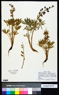 Lupinus nevadensis image