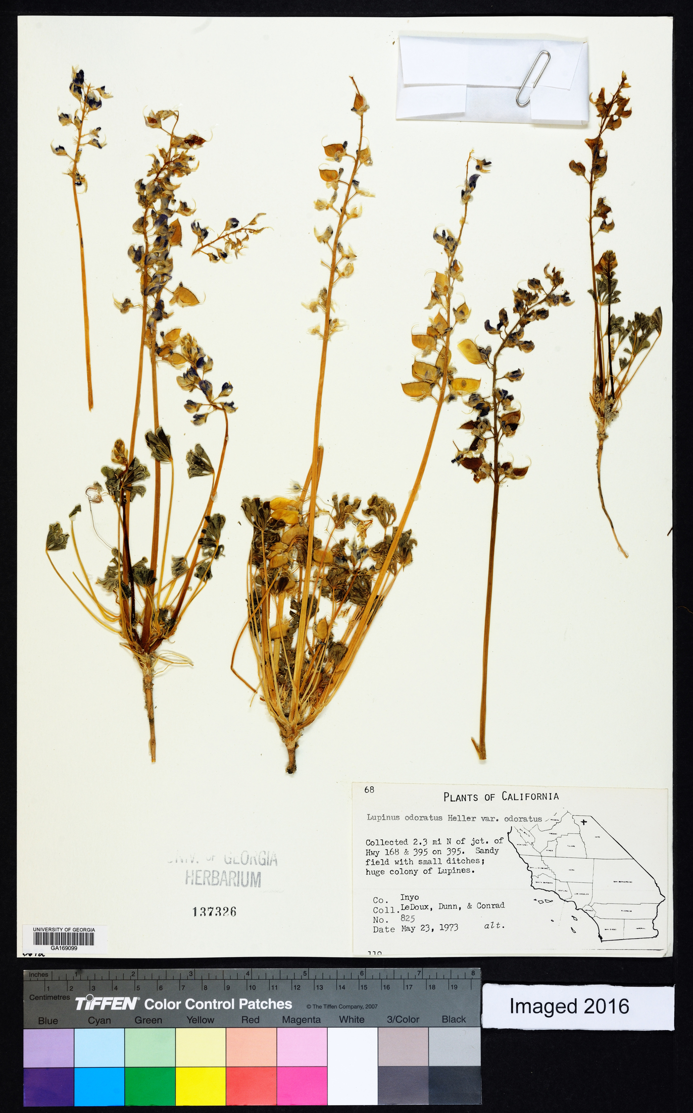 Lupinus odoratus image