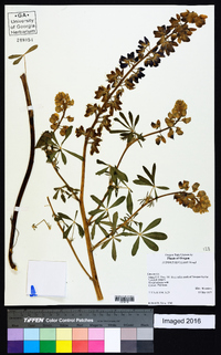 Lupinus rivularis image