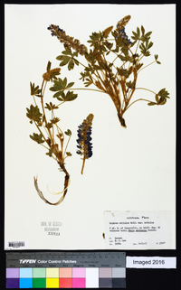 Lupinus sellulus var. sellulus image