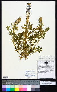 Lupinus subcarnosus image