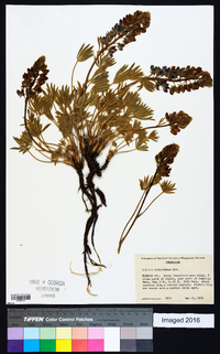 Lupinus subsericeus image