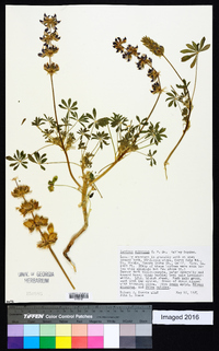 Lupinus subvexus image