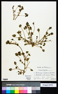 Medicago arabica image