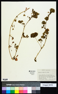 Medicago arabica image