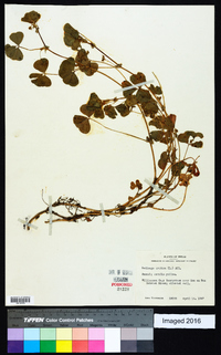 Medicago arabica image