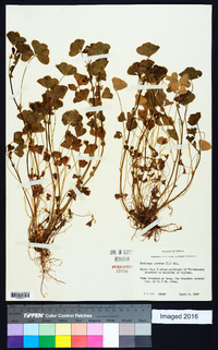 Medicago arabica image