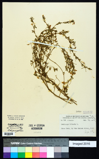 Medicago falcata image