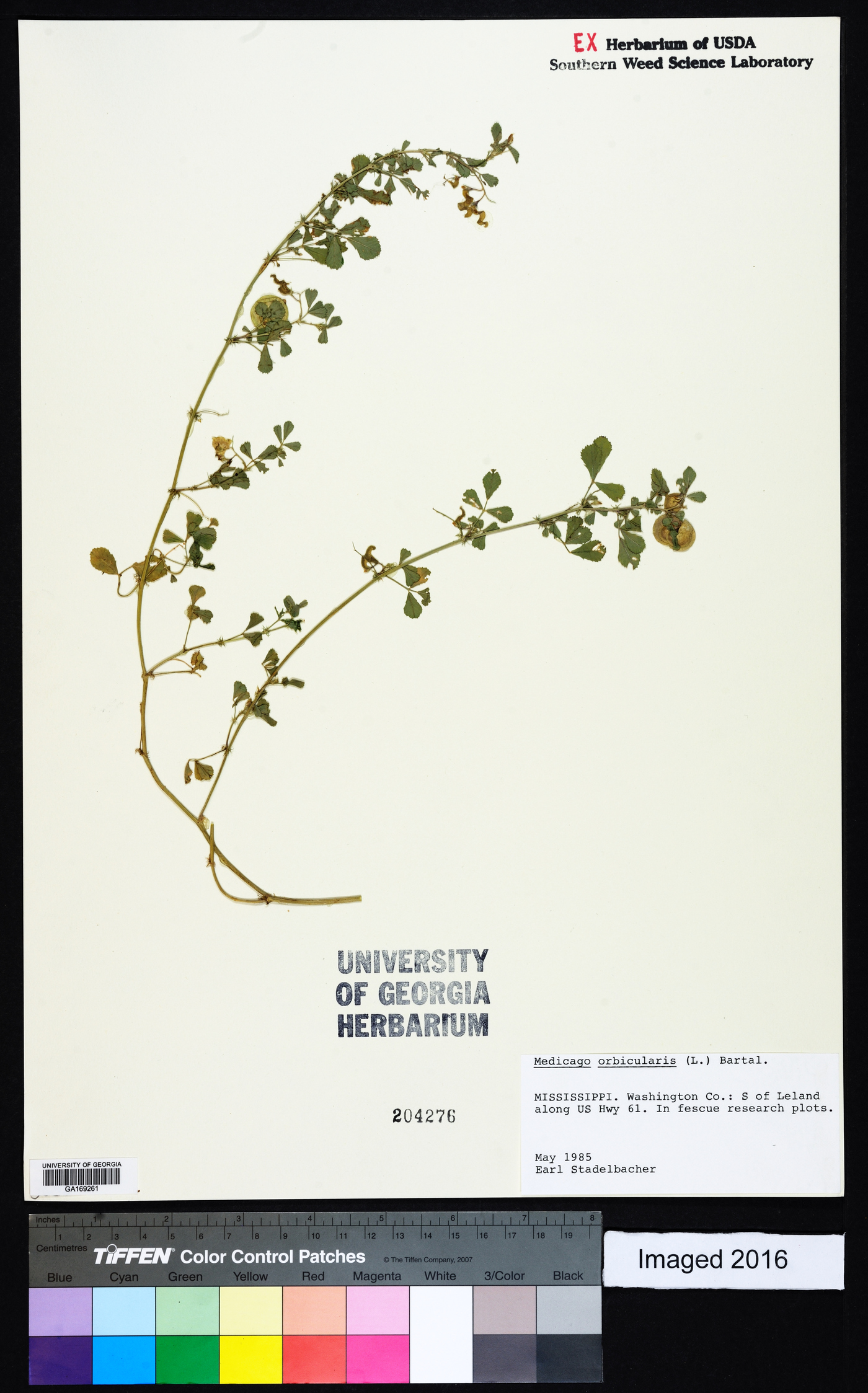 Medicago orbicularis image