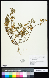 Medicago polymorpha image