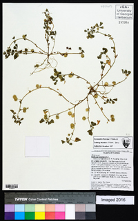 Medicago polymorpha image