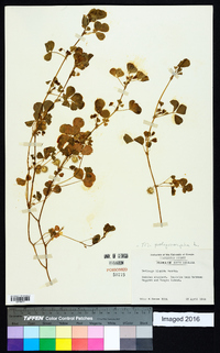 Medicago polymorpha image