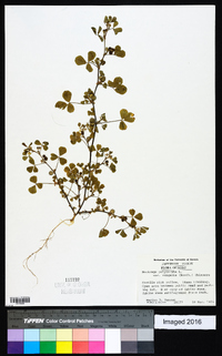 Medicago polymorpha image