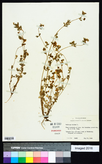 Medicago minima image