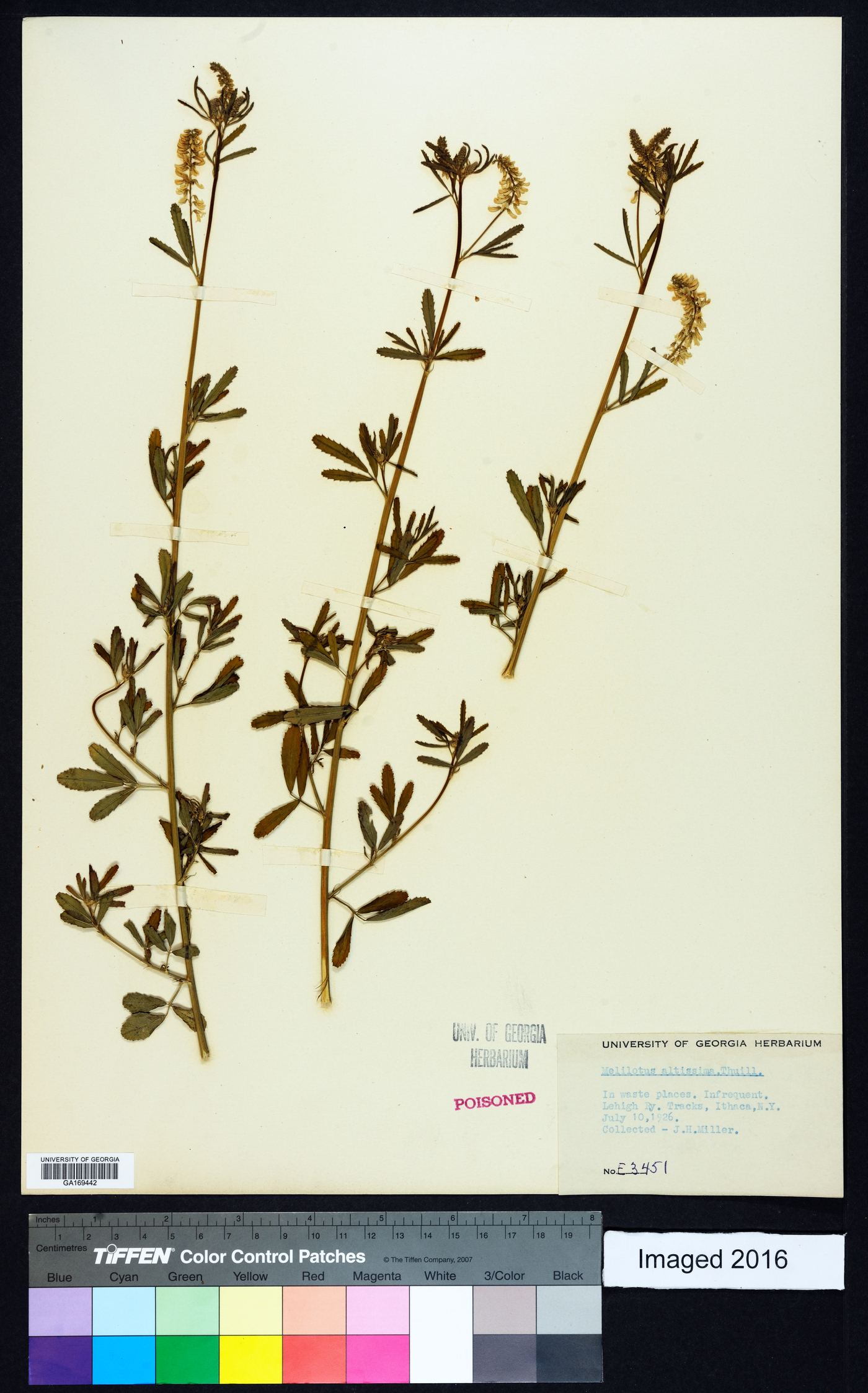 Melilotus altissima image