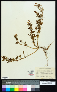 Melilotus indica image