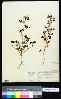 Melilotus parviflora image