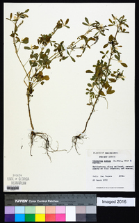 Melilotus indicus image