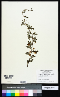 Mimosa aculeaticarpa image