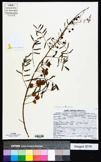 Mimosa microphylla image