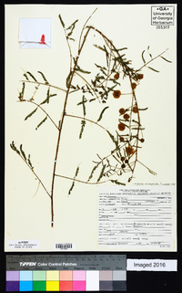 Mimosa microphylla image