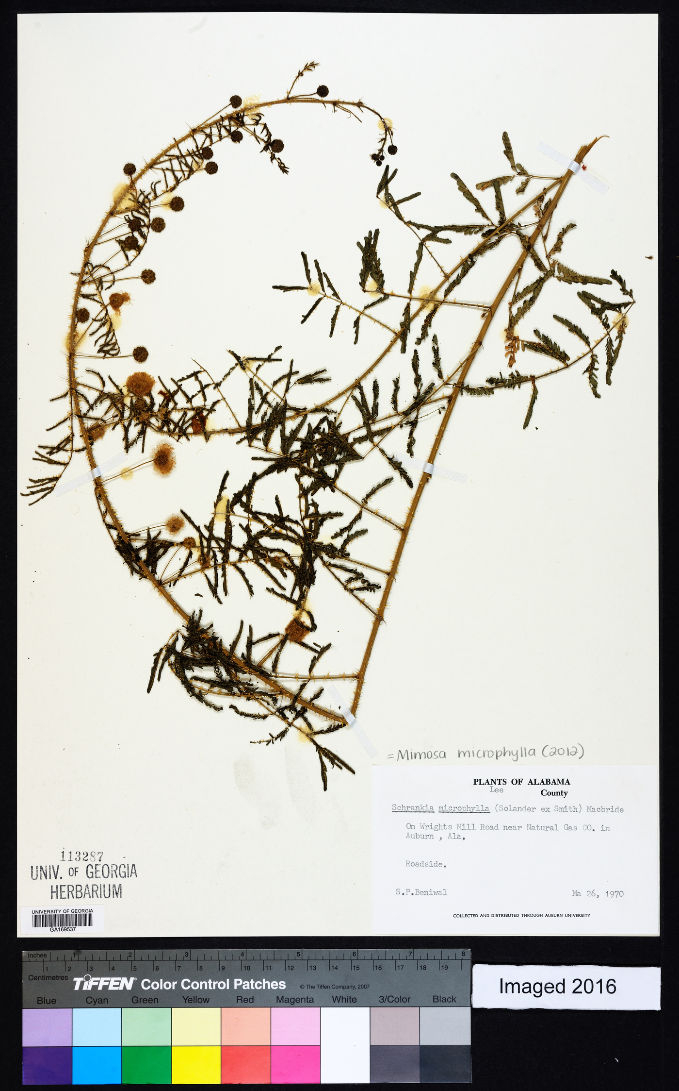 Mimosa microphylla image
