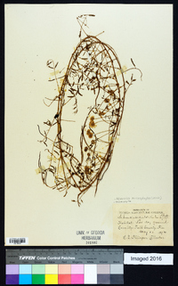 Mimosa microphylla image