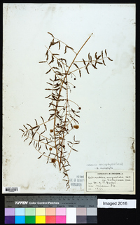 Mimosa microphylla image