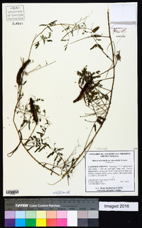 Mimosa microphylla image