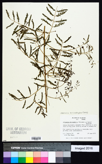 Mimosa microphylla image